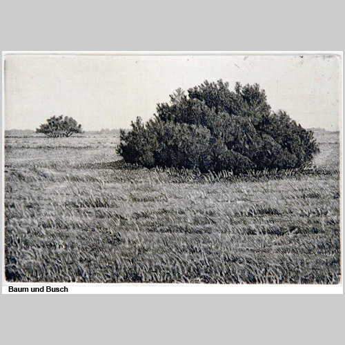 Baum und Busch